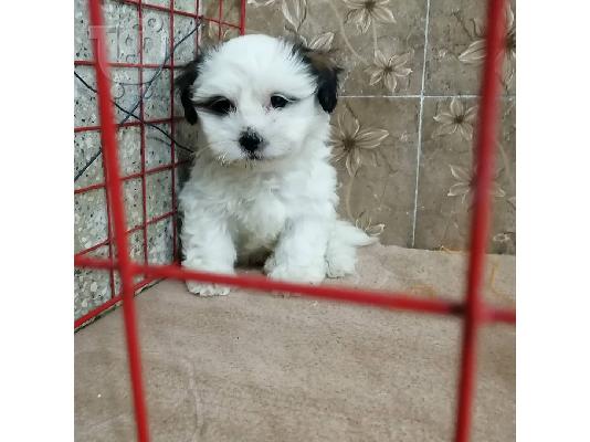 PoulaTo: Ανδρικά και θηλυκά κουτάβια Shih tzu